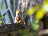 Rock wallaby on Magnetic Island