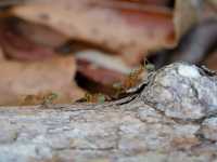 The Ngaro Track, Whitsunday Islands |  Matt Horspool