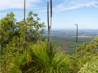 Grass Trees, endemic to Queensland, Australia