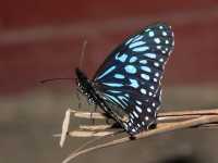 Blue Tiger Butterfly, spotted on the Ngaro Track