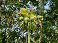 Polynesian Arrowroot, found along the Ngaro Track