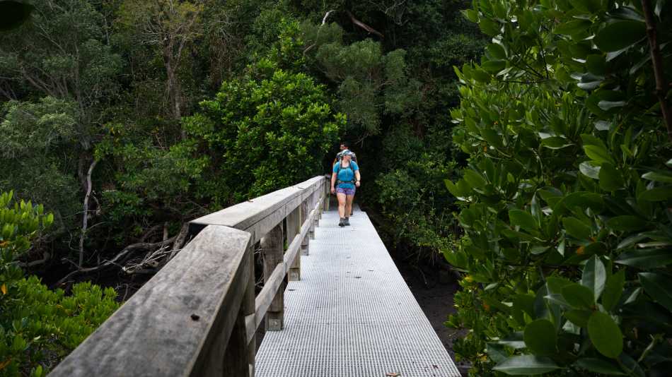 Mangrove boardwalk along The Ngaro Track, Whitsunday Islands | Matt Horspool